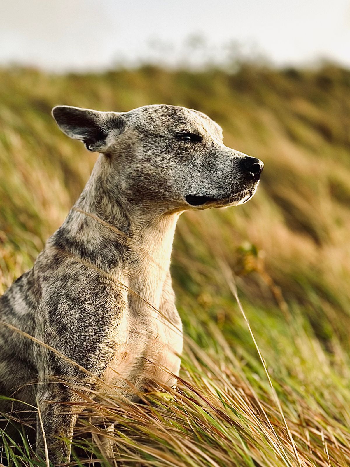 Hond zit aandachtig in hoog goudkleurig gras