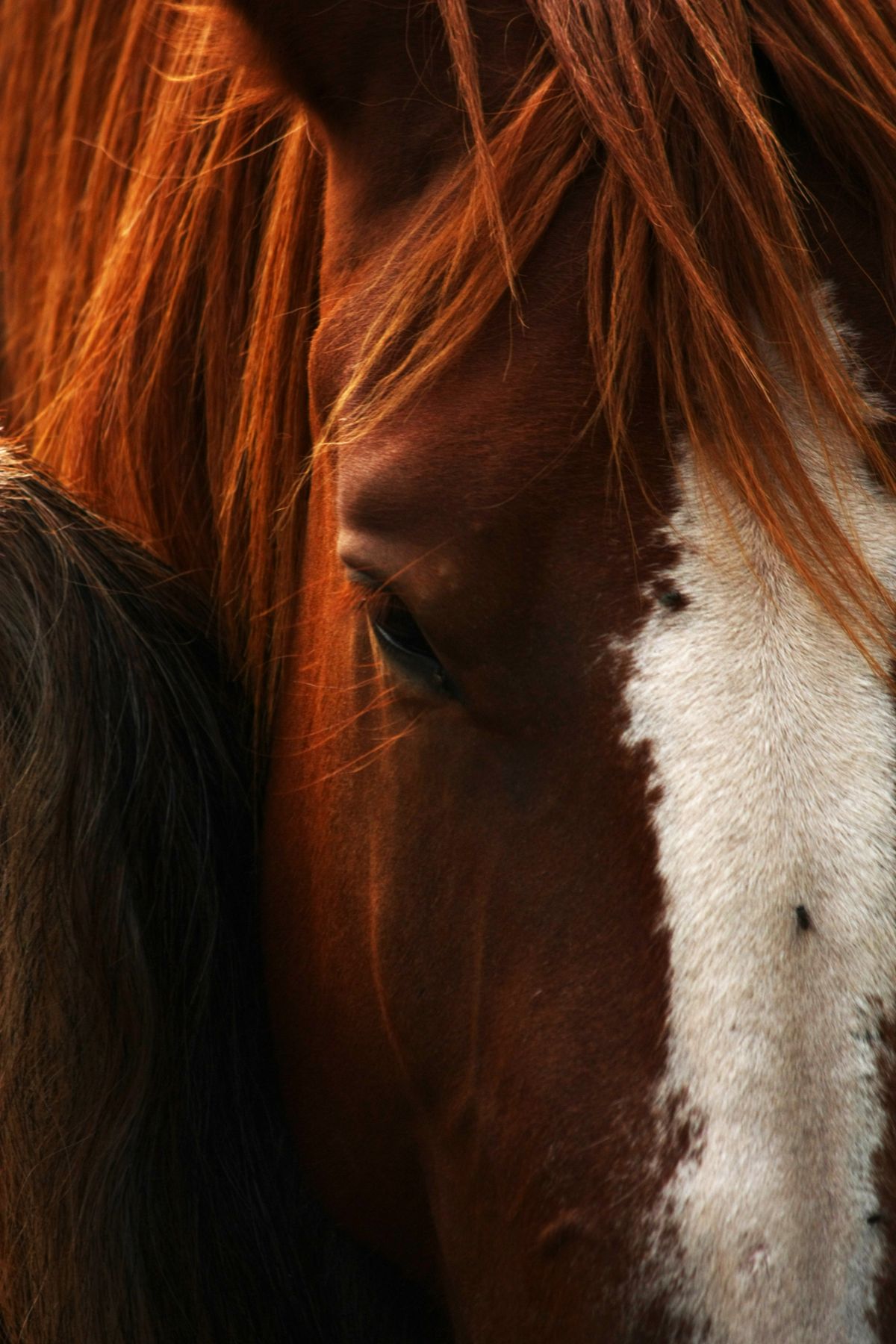 Close-up van het oog en de manen van een vospaard