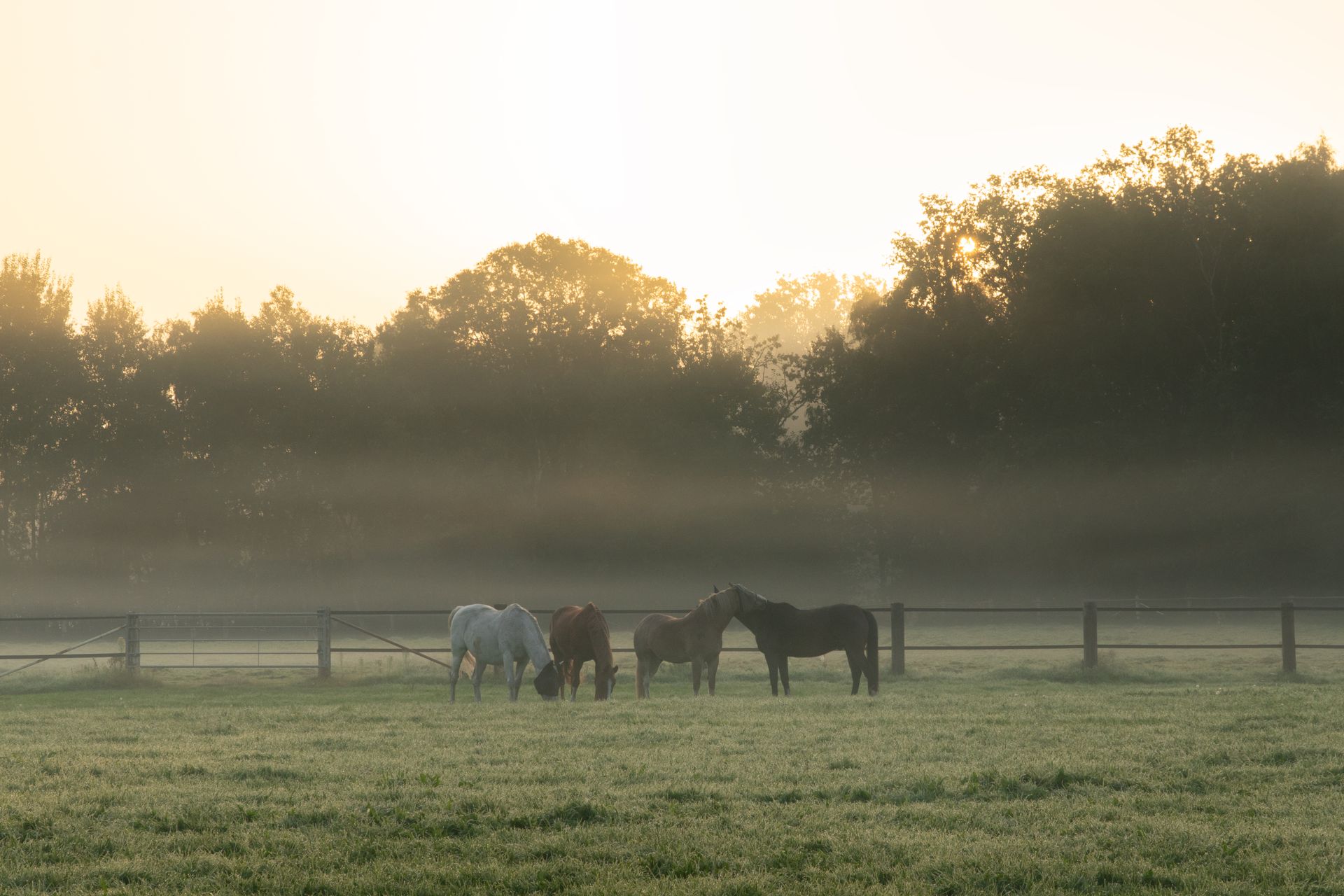 Vier paarden bij een omheining in de vroege ochtend